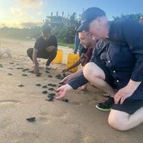Releasing baby turtles