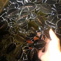 lot of baby turtles