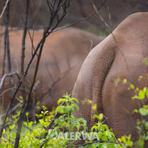 Rhino bum