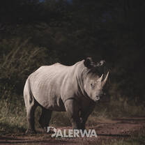 Rhino on patrol