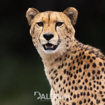 Curious Cheetah