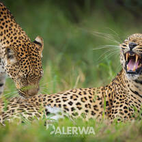 Leopards of the Waterberg