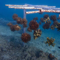 One of our coral nurseries, this design is called a bush