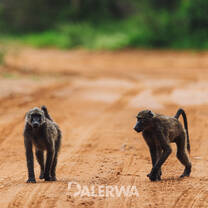 Baboons looking for their next meal