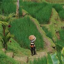 Bali Landscape