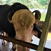 Farm Tourism
