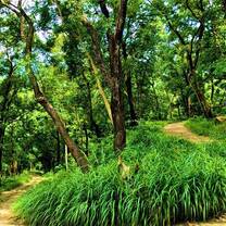 Forest Trekking