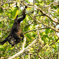 Howler Monkey Feeding