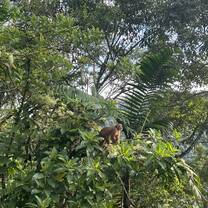 Monkey in Canopy