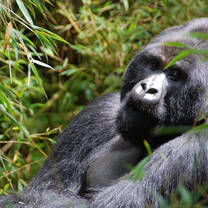 Global Mental Health in Rwanda
