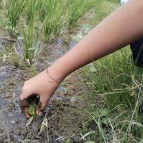 Plant rice