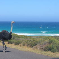 South Africa Volunteering