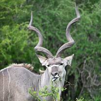 Kudu bull