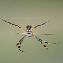Golden orb