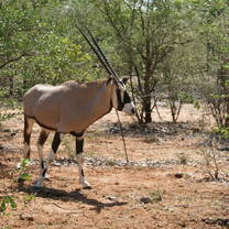 Oryx