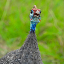 Guinea fowl 