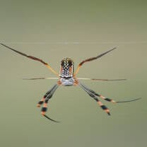 Golden orb