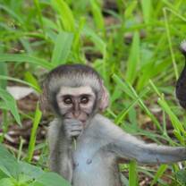 Baby vervet sucking thumb 