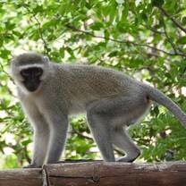 Vervet male observing us