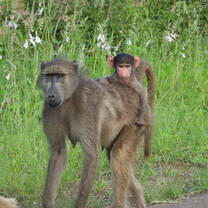Baby baboon on moms back