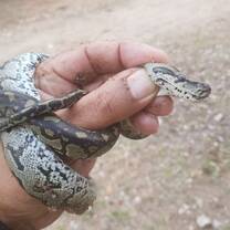 baby constrictor 