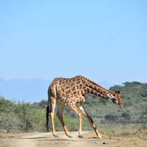 Giraffe at UmPhafa Nature Reserve