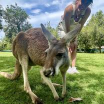 kangaroo