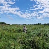 wetlands
