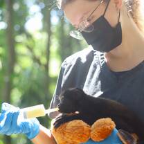 A volunteer wearing a face mask and gloves feeds an orphaned howler monkey taking comfort on a stuffed teddy bear