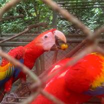 Two scarlet macaws are in view through the bars of the enclosure, and one of them enjoys a tasty fruit snack 