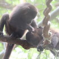 Two howler monkeys sat on a branch with one grooming the other