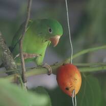 A parakeet looking longingly at the fruit provided for its dinner