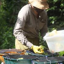 A volunteer preparing food for the animals is scooping handfuls of vegetables out of a white bucket and placing it on smaller plates
