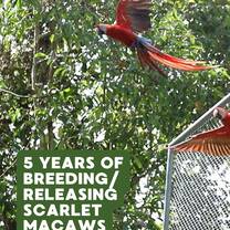 A scarlet macaw flies free and the text in the corner reads '5 years of breeding/releasing scarlet macaws'