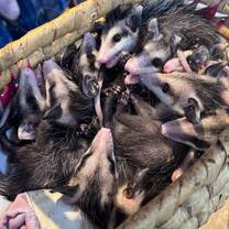 A literal basket of opossums!