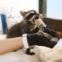 A hungry raccoon is fed via syringe