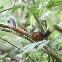 Two squirrels greet each other on a branch surrounded by lots of leaves