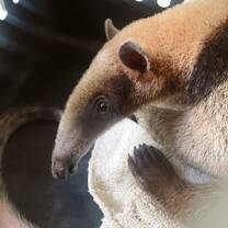 One of the tamanduas we cared for this year is curled up in a kennel