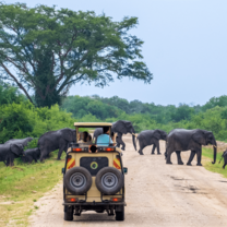 Game drive in in Queen Elizabeth National Park 