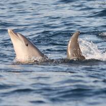 Dolphins in the ocean
