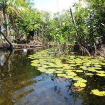 River in Brazilian Amazons