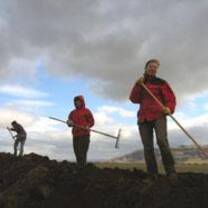 Volunteers do agricultural work in Iceland with Volunteers for Peace