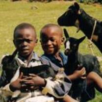 Children with goats in Rwanda