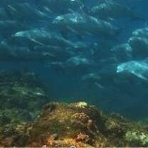 Dolphins over reef