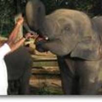 Elephants in Sri Lanka