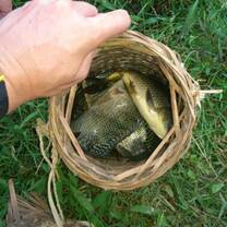 Volunteer in Vietnam organic farming