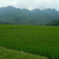 Volunteer in Vietnam organic farming