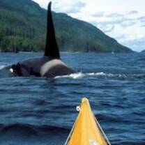 Canada wildlife