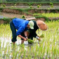Thailand Summer: Sustainability and Spirituality in the Land of Smiles