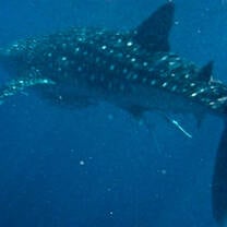 Whale shark in the Indian Ocean - Photo copyright Brianna Elliott